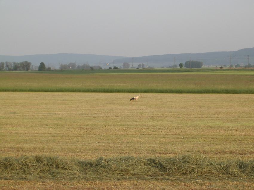 Im Altmühltal erwartet uns ein Weißstor...