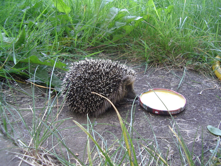 Ein leckeres Abendessen...