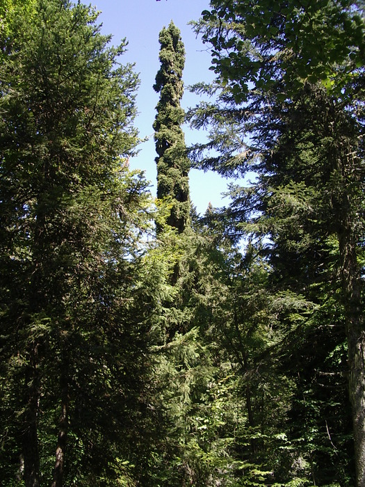 Im forêt du massacre steht eine Épic&...