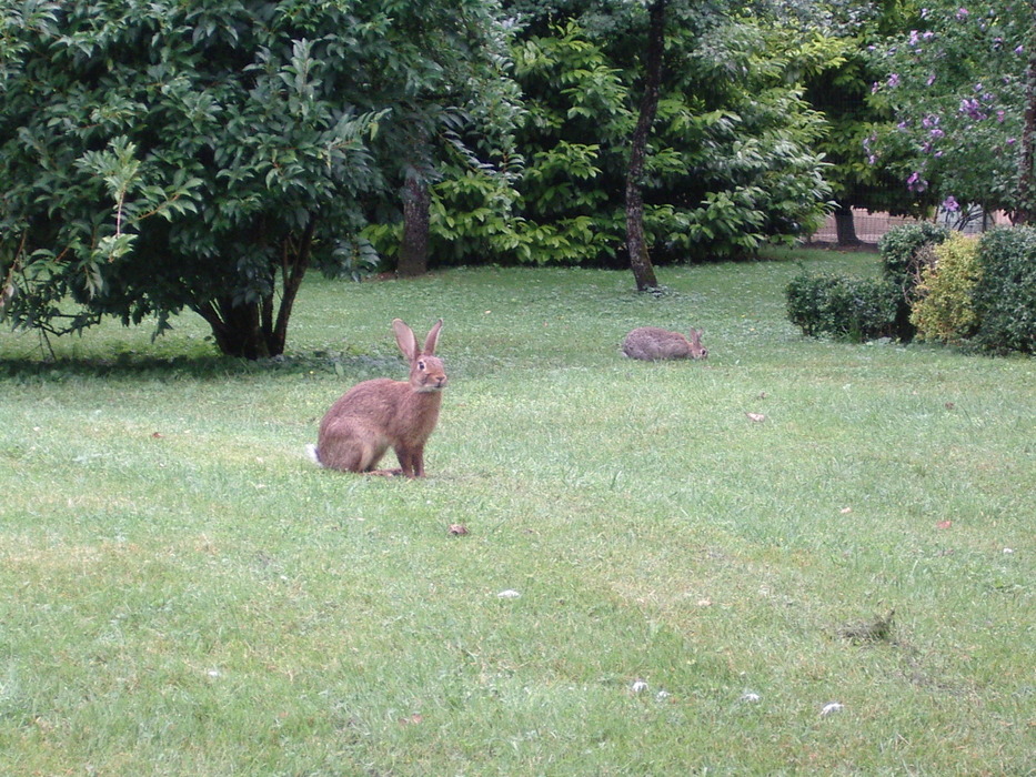 Im Park sind allerlei Tiere unterwegs...