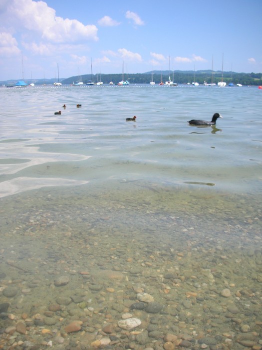 Wer weiß was das für Enten sind?